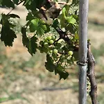 Prázdninový dům Zeytinycesme L Tiny & Farm L Çeşme